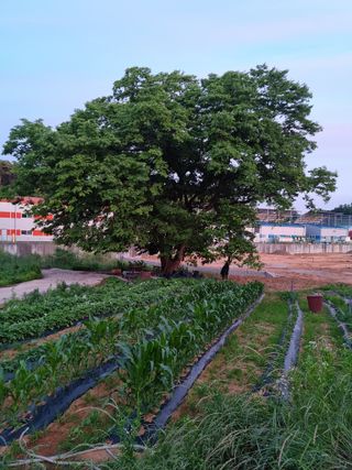권오정님의 매실 · 자유게시판 작성글 사진