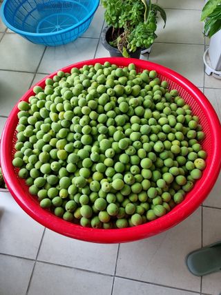 권오정님의 매실 · 자유게시판 작성글 사진