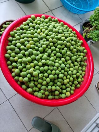 권오정님의 매실 · 자유게시판 작성글 사진