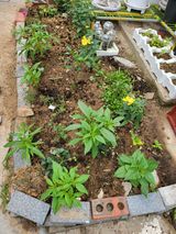 팜모닝 장마 대비 어떻게 하셨나요?·참여 게시글 이미지