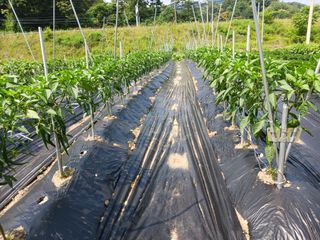 조정분(사랑이엄마)님의 장마 대비 어떻게 하셨나요? · 참여 작성글 사진