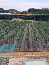 팜모닝 고추·일상 게시글 이미지