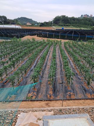 bpjh9173님의 고추 · 일상 작성글 사진