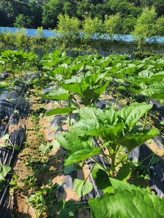 소백농산님의 장마 대비 어떻게 하셨나요? · 참여 작성글 사진