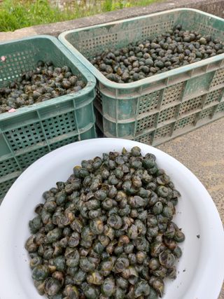 우렁논삼광심기님의 벼 · 자유게시판 작성글 사진