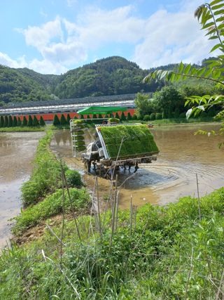우렁논삼광심기님의 벼 · 자유게시판 작성글 사진