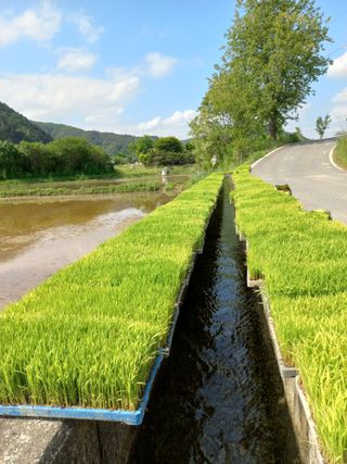 우렁논삼광심기님의 벼 · 자유게시판 작성글 사진