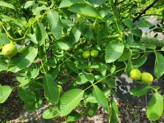 남효제님의 자유주제 · 사진전 작성글 사진