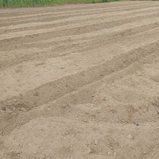 허재영 님의 들깨 · 영농일지 작성글 사진