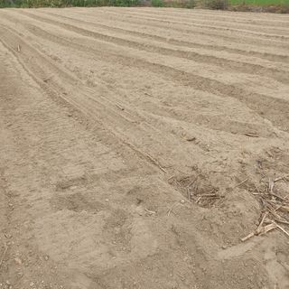 허재영 님의 들깨 · 영농일지 작성글 사진