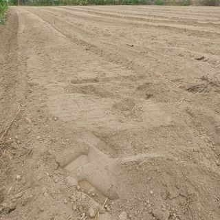 허재영 님의 들깨 · 영농일지 작성글 사진