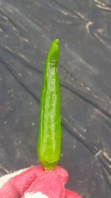 팜모닝 고추·병해충상담 게시글 이미지