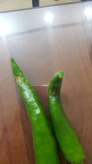 민경태님의 고추 · 병해충상담 작성글 사진