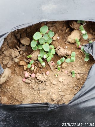 정병무님의 참깨 · 자유게시판 작성글 사진