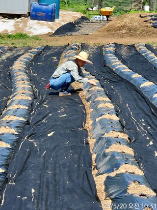 정병무님의 참깨 · 자유게시판 작성글 사진