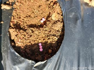 정병무님의 참깨 · 자유게시판 작성글 사진