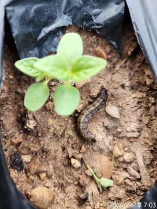 정병무님의 참깨 · 자유게시판 작성글 사진