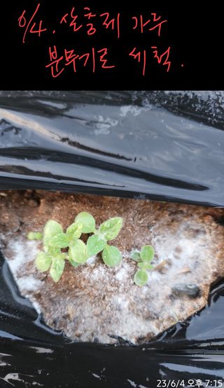 정병무님의 참깨 · 자유게시판 작성글 사진