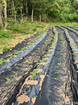 정병무님의 참깨 · 자유게시판 작성글 사진