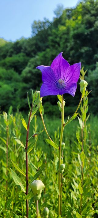 흑도라지흑청 정현숙님의 기타작물 · 자유게시판 작성글 사진