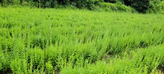 흑도라지흑청 정현숙님의 기타작물 · 자유게시판 작성글 사진