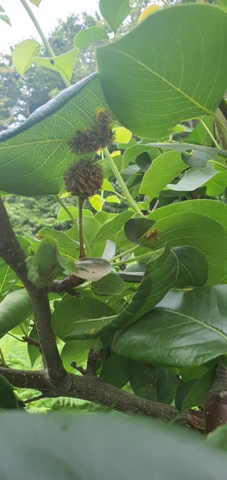 현촌에서님의 배 · 병해충상담 작성글 사진