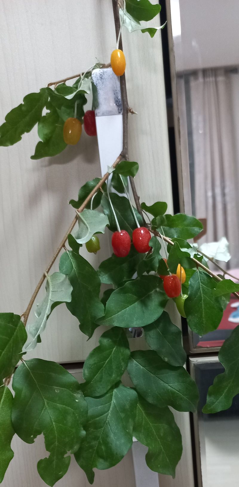 논산 농부 부인님의 장터 판매 상품 [보리쌀] 첨부 사진