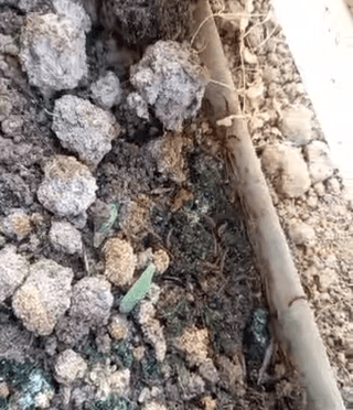 은하의아침님의 시금치 · 병해충상담 작성글 사진