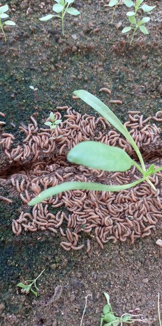 은하의아침님의 시금치 · 병해충상담 작성글 사진