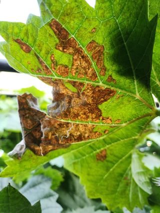 하두님의 포도 · 자유게시판 작성글 사진