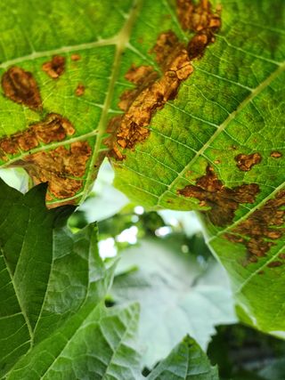 하두님의 포도 · 자유게시판 작성글 사진