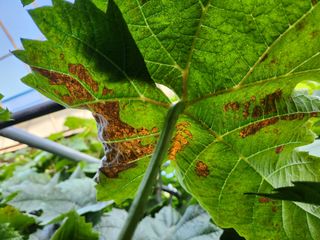 하두님의 포도 · 자유게시판 작성글 사진
