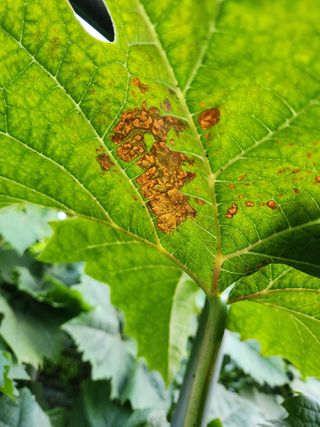 하두님의 포도 · 자유게시판 작성글 사진