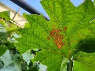 하두님의 포도 · 자유게시판 작성글 사진