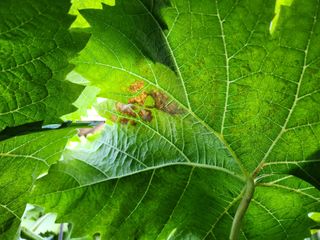 하두님의 포도 · 자유게시판 작성글 사진