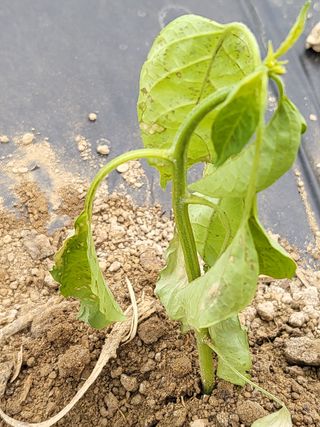 혀니짱님의 고추 · 병해충상담 작성글 사진