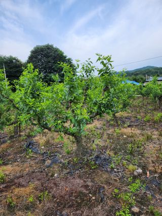 신평식님의 기타작물 · 자유게시판 작성글 사진