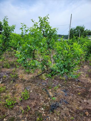 신평식님의 기타작물 · 자유게시판 작성글 사진