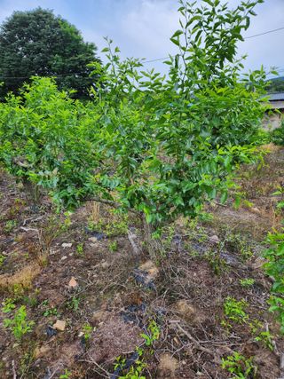 신평식님의 기타작물 · 자유게시판 작성글 사진