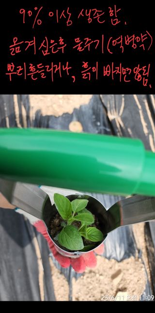 정병무님의 참깨 · 자유게시판 작성글 사진