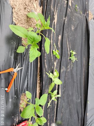 정병무님의 참깨 · 자유게시판 작성글 사진