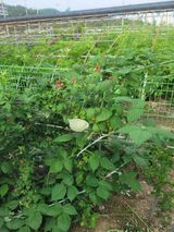 팜모닝 장마 대비 어떻게 하셨나요?·참여 게시글 이미지