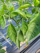 팜모닝 고추·병해충상담 게시글 이미지