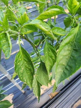 정정희님의 고추 · 병해충상담 작성글 사진