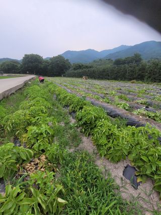 시골농부배짱이님의 장마 대비 어떻게 하셨나요? · 참여 작성글 사진