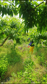 팜모닝 복숭아·자유게시판 게시글 이미지