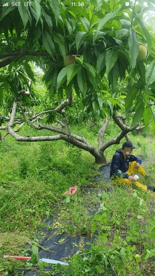 김진홍님의 복숭아 · 자유게시판 작성글 사진