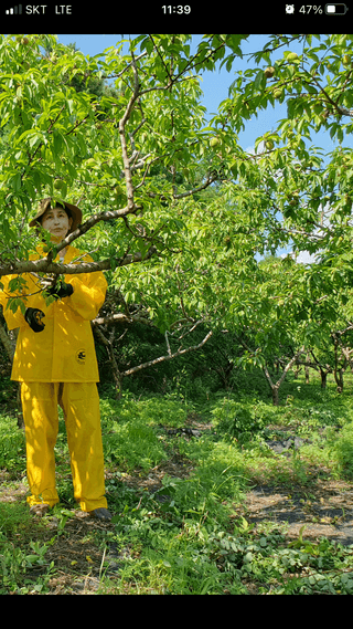 김진홍님의 복숭아 · 자유게시판 작성글 사진