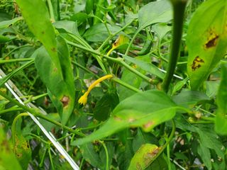 아자아자홧님의 고추 · 병해충상담 작성글 사진