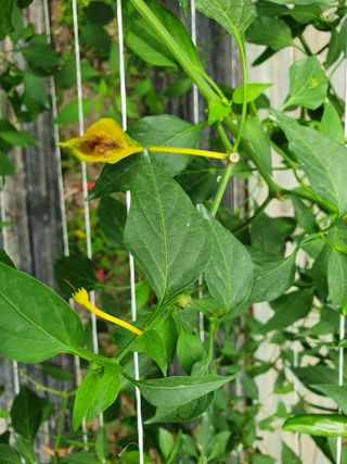 아자아자홧님의 고추 · 병해충상담 작성글 사진